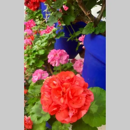 Апартаменти Toril-casco Historico Кордова